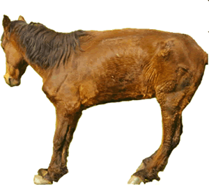 Les 5 maladies principales du cheval - ABC du Cheval