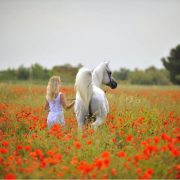 Kalliste Arabians