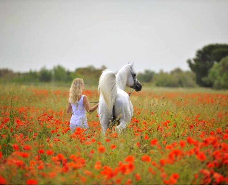Kalliste Arabians