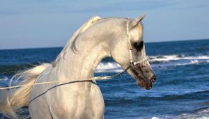 Arabian horse