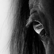 cheval e ncolique