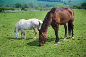 Avoir ses chevaux chez soi