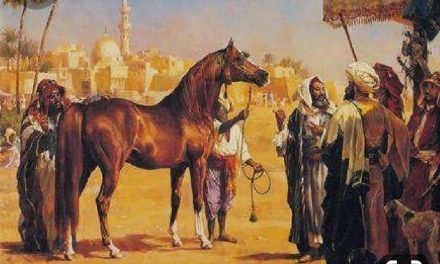 Voyage dans le temps du Cheval Arabe