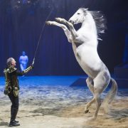 Rencontre privilégiée avec Alexis Gruss pour l'ABC du Cheval