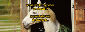 Article avocat acheter un cheval