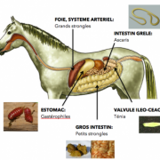 Parasitisme chez le cheval