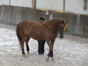Longues Rênes Dressage