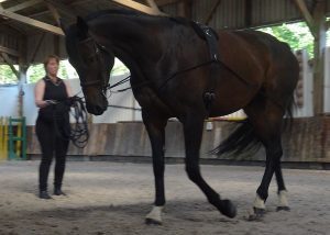 Longues Rênes apprendre à regarder