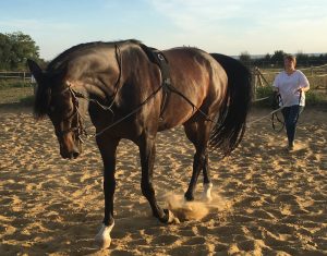 Pourquoi faire des Longues Rênes