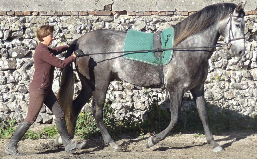 Comprendre les différentes parties d'une bride de cheval | Composants