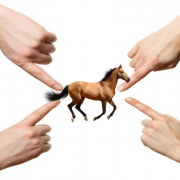 accuser_lecheval Longues Rênes