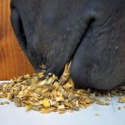 Bilan Alimentaire du cheval