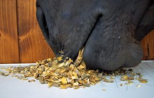 Bilan Alimentaire du cheval