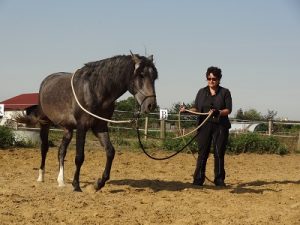 Longues Rênes : débourrage