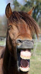 cheval qui baille