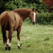 cheval en colique