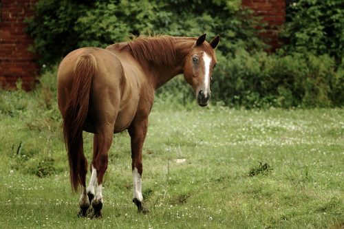 cheval en colique