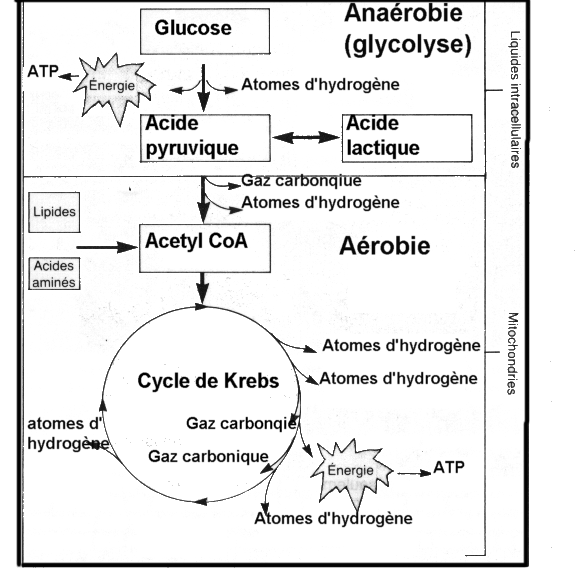 cycle de krebs