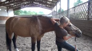 franoisedonnay_shiatsu equin