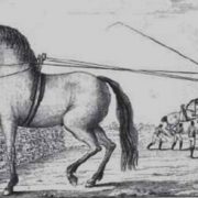 Histoire des longues rênes