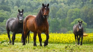 horses-484004_1280