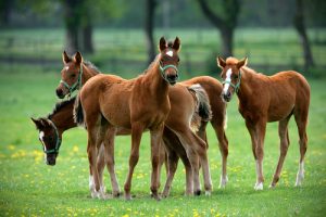 parasitisme chez le cheval