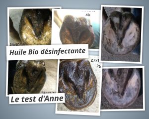 Huiles Bio Michel Vaillant