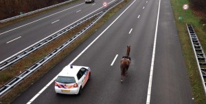 cheval en fuite sur la route