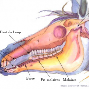 dentition