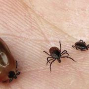 maladie de Lyme