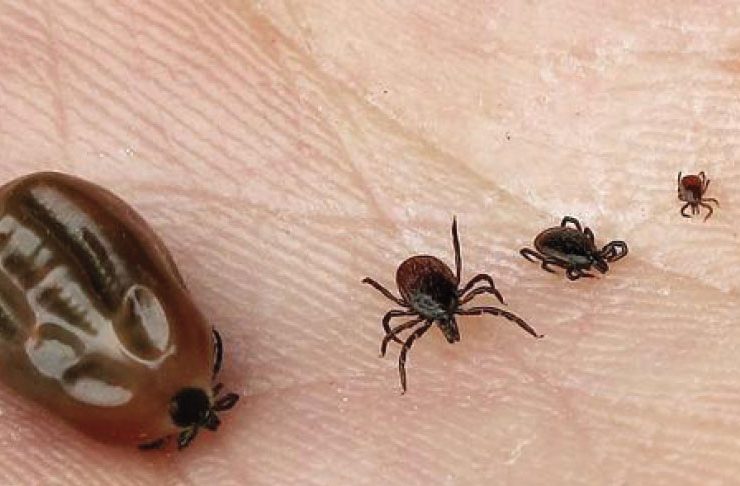 maladie de Lyme