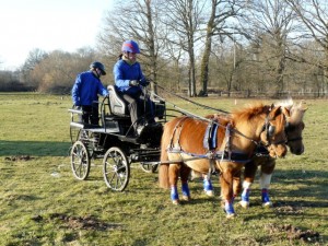 trec attelé en paire