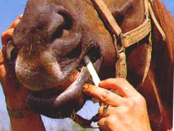 Question : Les vermifuges chimiques détruisent-ils la flore intestinale du cheval ?