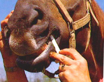 Santé du cheval : la vermifugation - Cheval Magazine